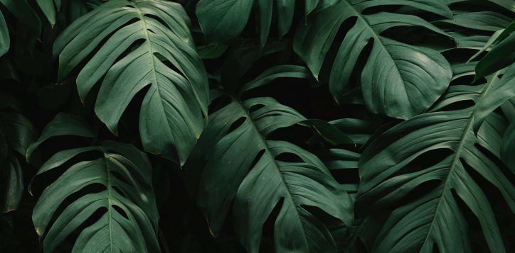 plants-background-mujqbs6o7g6ussn4-2